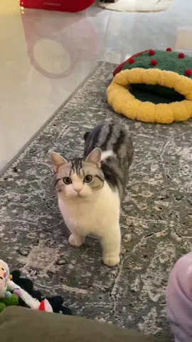 #TikTokAwardsID #masukberanda #xyzabc #foryou #page #cat #catsoftiktok #kitty 