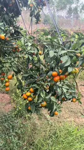 Nguyên nhân và cách khắc phục cam bị bung rươi...  nchung cứ rễ khoẻ là ok hết ae ạ 😀😀😀#hieucamduong 
