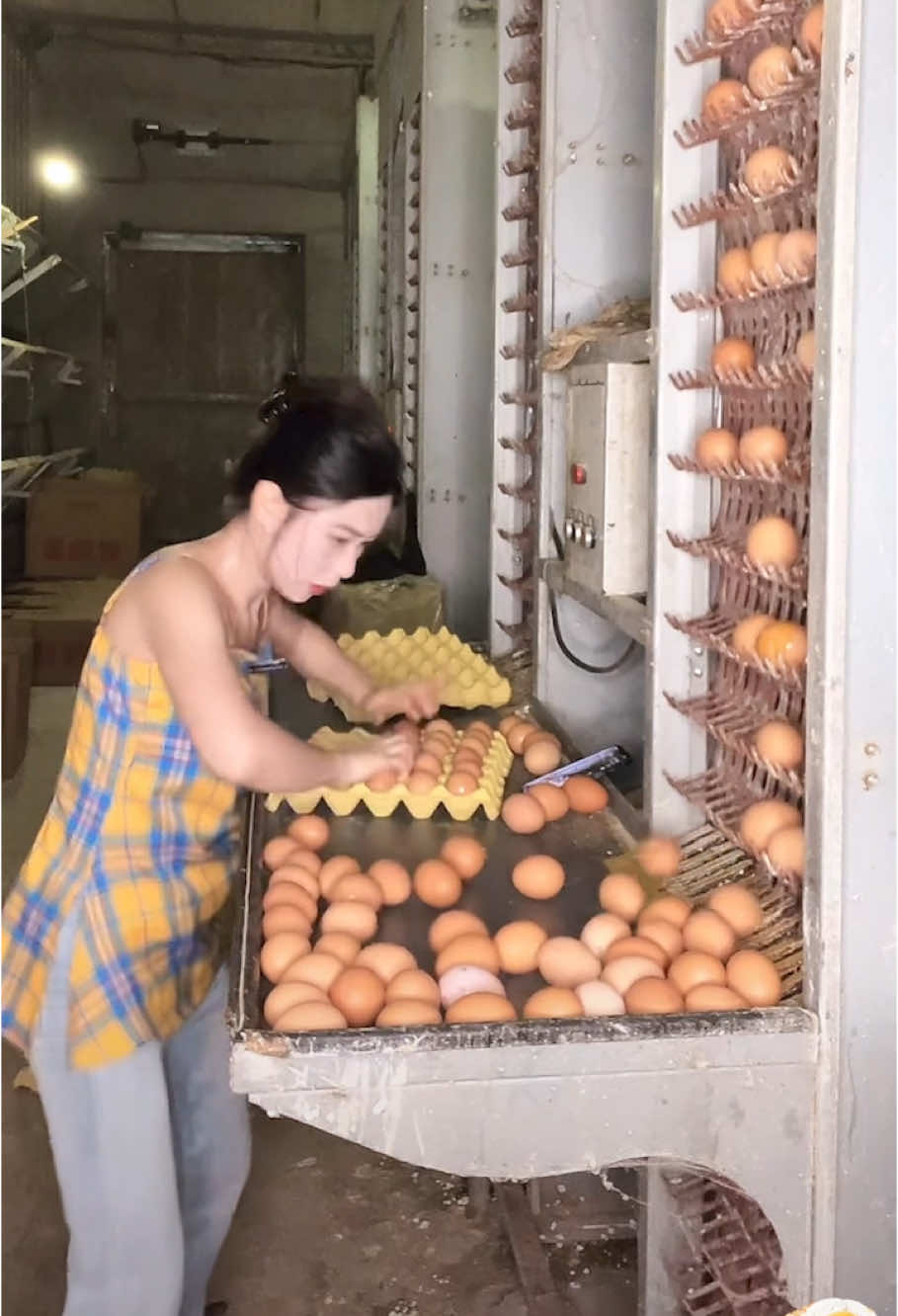 Chicken farm collecting eggs #asmr #satisfying #fyp #asmrvideos #satisfyingvideos #satisfaction 