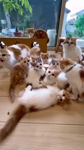 cute cats🤩#viral #cute #kitten #catlover #funny #pet #tiktok #cat #cats #