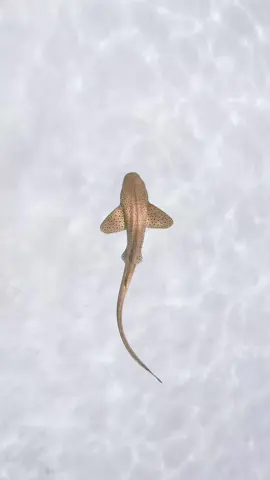 Leopard Shark 🦈