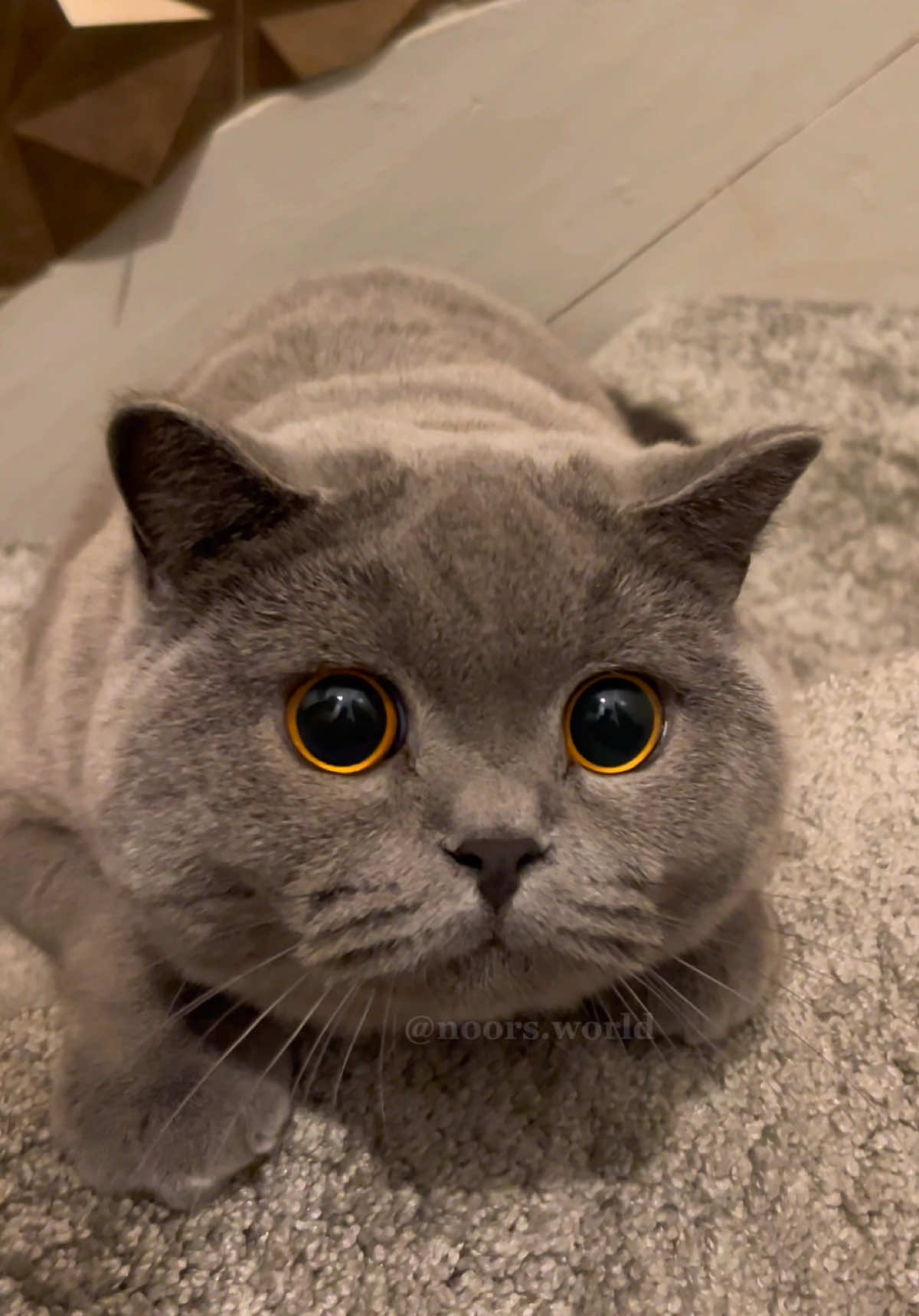 🤍✨                                                                        •                                                                     •                                                                     •                                                                     •                                                                     •                                                                    #noorthebritishshorthair #fyp #catsoftiktok #britishshorthair #catlover 