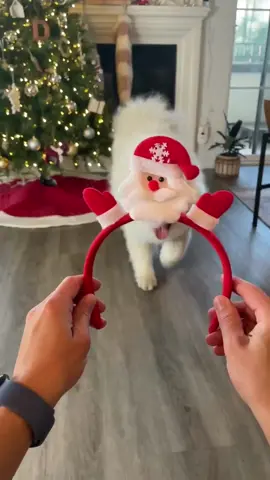 Here comes Boomie Claus 🎅❤️✨☁️ #dog #samoyed #christmas 