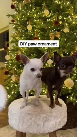 DIY dog paw ornament! 🌲🐾✨ shop under “DOG ESSENTIALS” on my Amazon Storefront, 🔗 in bio. #dogchristmas #diychristmas #pawornament #diychristmasornament #christmasdecor #christmastree #amazonfinds #amazondog #amazonmusthaves #amazonhome #chihuahua #dogmom #doglover 