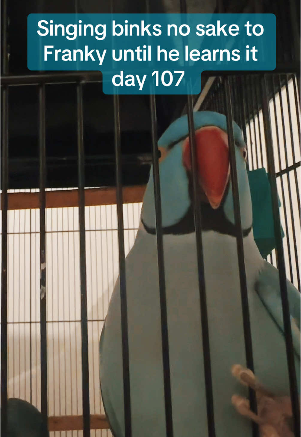 Day 107 #binkssake #binksnosake #binksnosakebrook #binksnosake🍻 #onepiece #brook #anime #onepieceanime #cover #singing #fyp #foryou #foryoupage #pourtoi #indianringneck #indianringneckparrot #franky #bird #parrot #songcover #animefyp #onepieceanime 