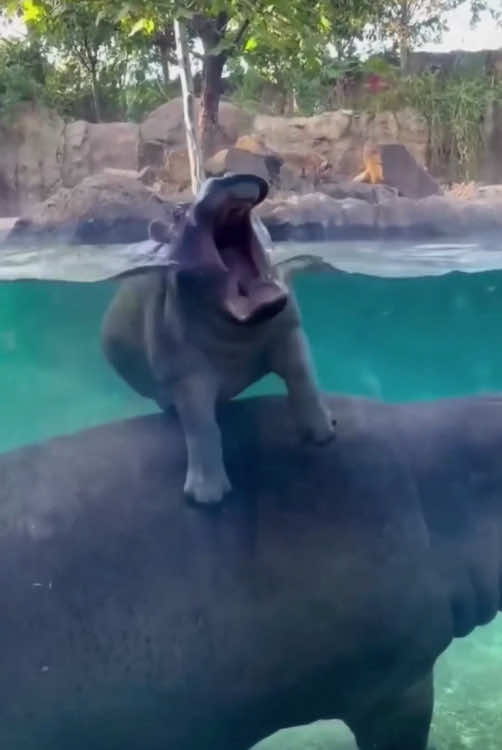 Moo Deng cute 💕💕💕🦛🤣 #moodeng #cute #hippopotamus #babyhippo #PetsOfTikTok #funnyanimals #wildlife #trending #viral #fypシ #zoo #fyp 