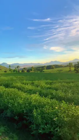 1 chiếc video quay lúc  buổi xế chiều mùa Thu . Đồi chè Thanh Sơn đẹp không kém đồi chè Long Cốc đâu nha mọi người ơi 🍃 #tiktok #fyp #xuhuong 