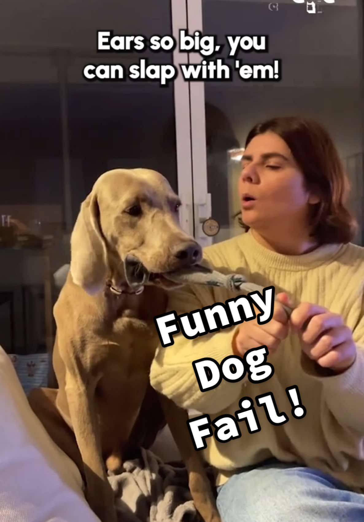 Watch out or you get the ears!💥🤪🐶 (Via - Loustau M.) #Dogs #Funny #Weimaraner #DogMemes #FunnyDogs