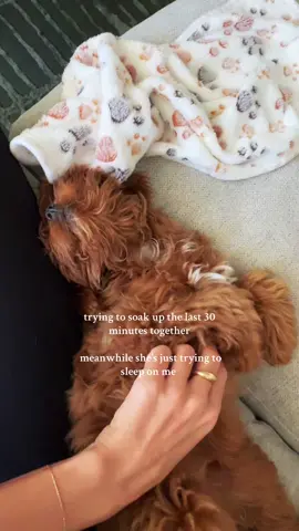 *hoping the potential adopter doesn’t want her so i can have her* 😭😭 #cavapoo #fosterdog 