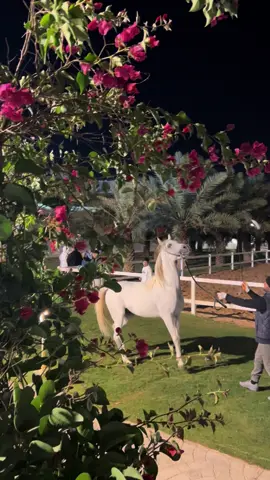 #خيل_وخياله🐎 