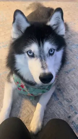 Happy Friday! 🎶🐾 #haikuthehusky #fyp #viral #husky #dog 