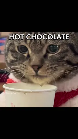 🗣️🗣️ HOT CHOCOLATE 🔥🔥 #christmas #hotchocolate #polarexpress #cat #catcore #catsoftiktok #fyp 