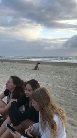 dog na brisa dele #memestiktok #memesbr  #dog #animais #praia  #sadlife 