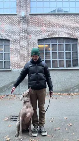 Gabri è 90% libertà e cazzeggio e 10% lavoro. 😅 Però quando ci mettiamo è brava bravissima.  @Rita Esposito - Che Cane  #addestramento #weimaraner