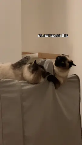 this is a NO touching zone! #catsoftiktok #cattok #PetsOfTikTok 