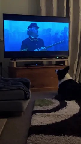 Friday night is movie night after a hard days work! #colliecapers #dogsoftiktok #dogadventures #zac #fun #lastsamurai #lovedogs #bordercollie 
