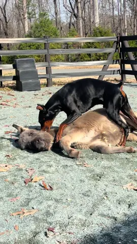 Resuscitating Donkey! This morning's playtime was nothing short of delightful chaos! While my coffee was brewing, I watched as my Doberman sprang into action, leaping to the rescue when he saw his donkey friend unexpectedly pass out. It was a heartwarming sight—his instinct to help kicked in, and I couldn't help but chuckle as he nudged and nibbled the donkey, determined to bring him back to the fun. Meanwhile, Bunny was flaunting her new collar adorned with cute cross bones, looking as stylish as ever. The bond between these three is truly something special; they play so lovingly together. The Doberman and the donkey have a hilarious game of 