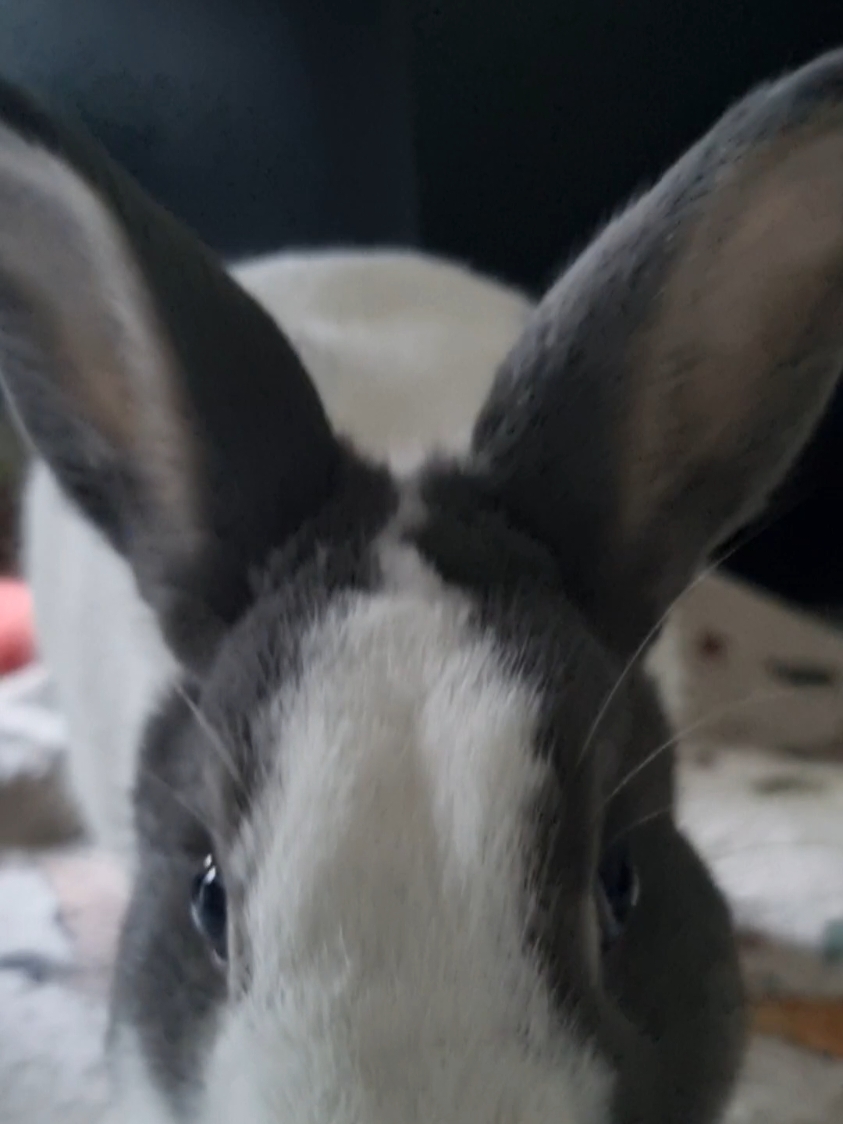 The cutest yawn you'll ever hear 😊 (turn the volume up😉) #funnybunny #cutebunny #lapin #bunny #pourtoi #fyp 