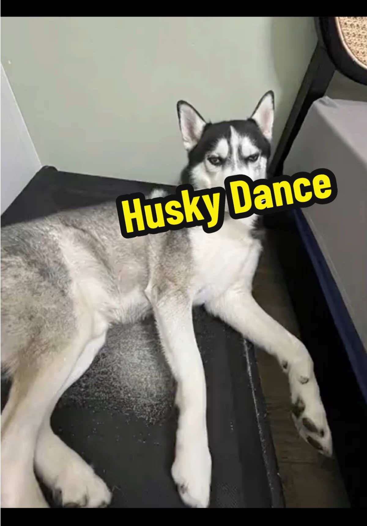 let my husky dance with you #dogdance #petdance #trending 