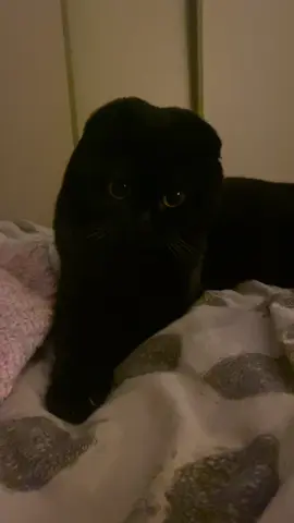 Most beautiful girl #toety #scottishfoldcat #fyp 