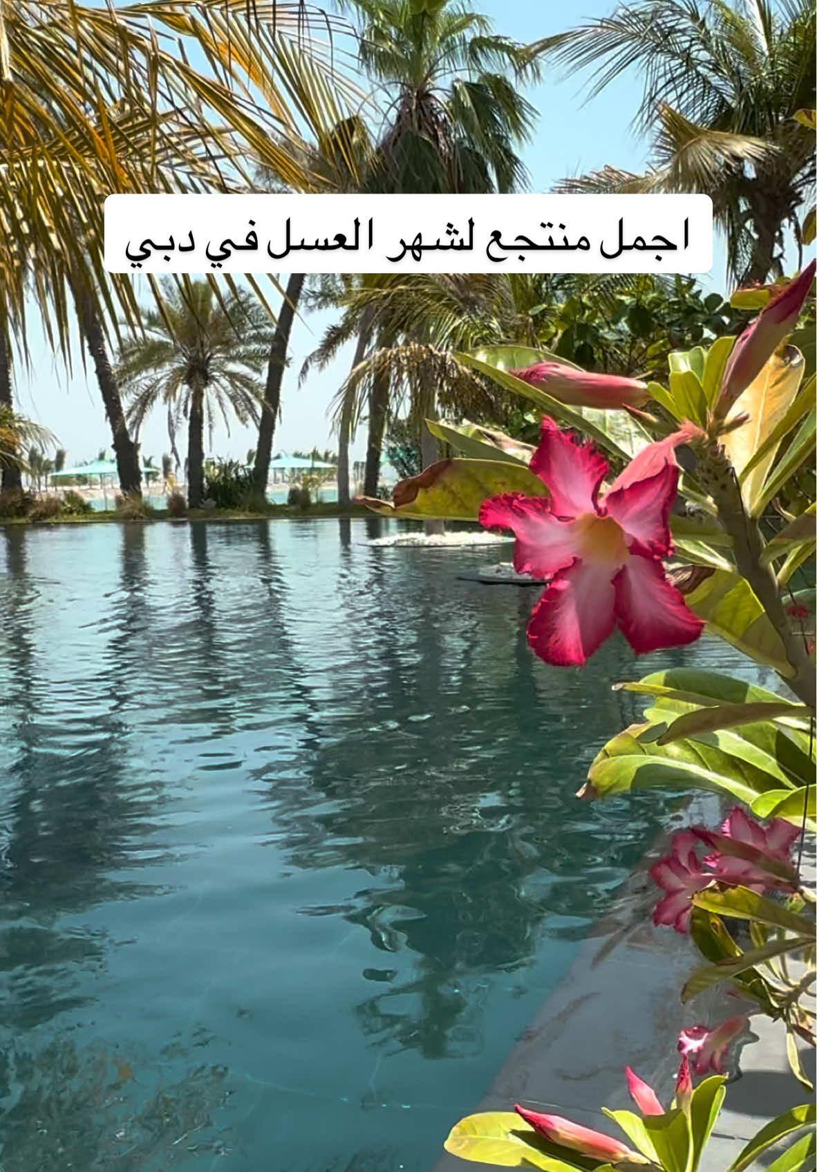 هذا احلى مكان رحتله بالامارات ف احفظو يمكم ودزو لاصدقائكم اللي عرسهم قريب ويريدون شهر عسل بمكان قريب  هسة كولولي جنتو تتوقعون اكو هيج اماكن حلوة ب دبي؟؟  نص الفديو: شهر العسل بجزيرة قريبة وتعيشكم اجواء الجزر الاستوائية  تعالو اكللكم وين؟ هذا المنتجع بجزيرة بالامارات وتبعد بس نص ساعة باليخت من دبي  وكلش حلوة ومناسبة لشهر العسل او اذا تحبون تقضون اجازة هدوء واستجمام  المنتجع صاير على جزيرة كاملة مثل فكرة المالديف ويوفرون اليخت الي ياخذكم الها ويا الحجز  الفلل متوزعة بوسط الاشجار الاستوائية كل فيلا توفر اطلالة مميزة ومختلفة بس اللي صدك لازم تجربو هي الفلل اللي بيها مسبح خاص وتطل مباشرة على الشاطئ الفيلا واسعة وفخمة وتفاصيلها كلها حلوة الغرفة والحمام اثنينهم يطلون على المسبح يعني الجمال بكل زاوية حتى الطاووس والطيور تتجول براحتها على الرمل بين الفلل كانو بحديقة طبيعية. اما بالنسبة للاكل جان يجنن  اكثر من مطعم موجود: يوناني، شرقي وكلها تطل على البحر والاكل لذيذ بشكل  @heliosdubairestaurant  @qamardubairestaurant  اما مسبح المنتجع حرفياً كأنه بجزيرة بالي  ولا غلطة كانو  جنة استوائية ولازم تشوفوها بنفسكم  واصلا المنتجع بكل تفاصيله جان تجربة تجنن اسمة  Anantara World Islands Dubai Resort  @anantaraworldislandsdubai  وهسة احفظو الريل واذا حبيتو هالمكان، تابعوني لان اكو هوايه اماكن تجنن تنتظركم  #دبي #الامارات #اماكن #تغطيات #منتجعات #فنادق #anantaraworldislandsdubai #dubai #visitdubai