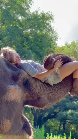 #elephaht #aninal #animallover #AnimalsOfTikTok #elephantgirl #FreeContactCare #TikTok #InterspeciesFamily #MyBestFriendIsAnElephant #AnimalChristmas #multispeciesherd 