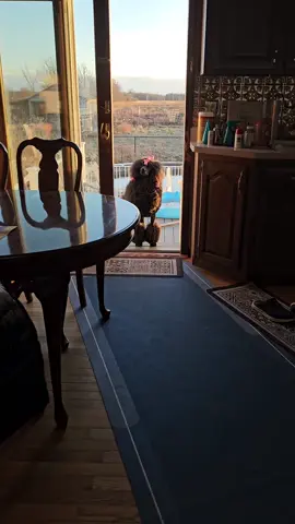 she's back on her 🐂💩 and we don't even have any snow on the ground.  #dog #funnydog #poodle #standardpoodle #pet #dogtok #lovemydog #dogsthrowingtantrums #funny #pet #snow #cold #winter #winterweather #husky 