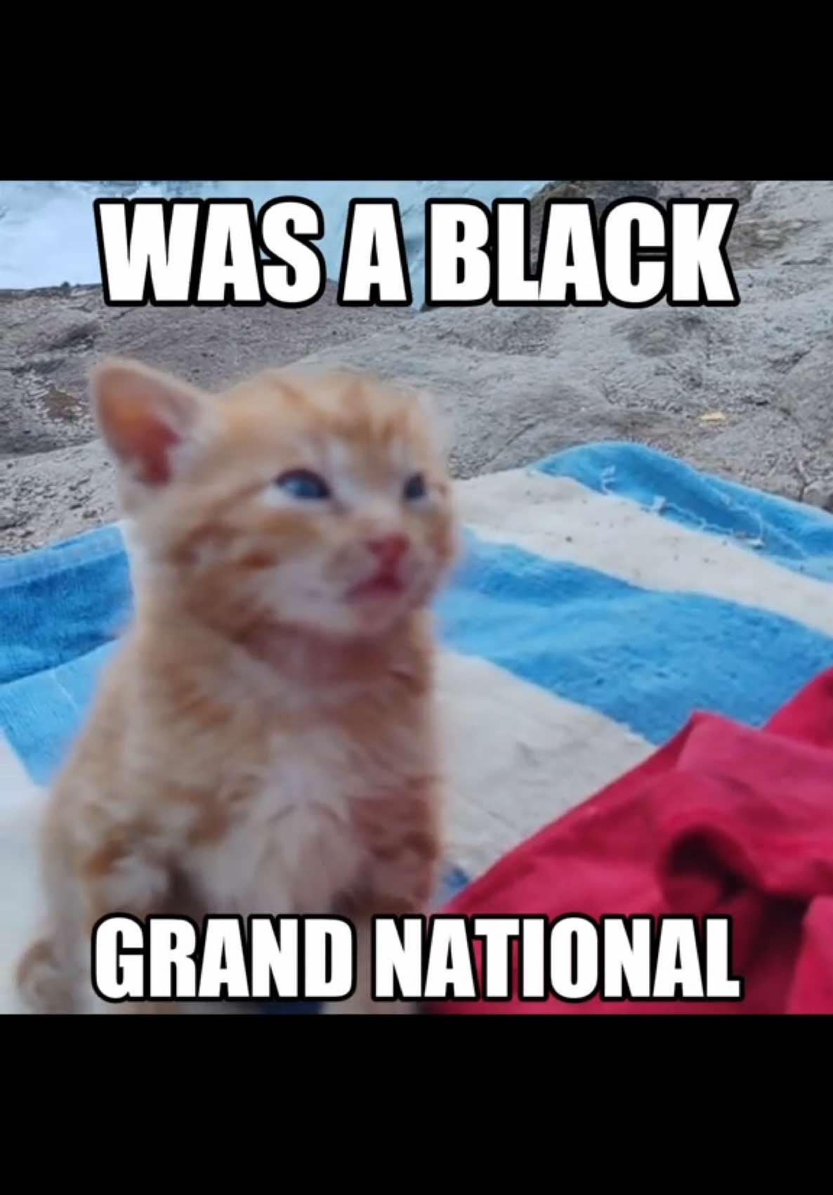 THERES NOT ENOUGH 🗣️🗣️ #catlandcentral #cutecat #catcore #kendricklamar #tvoff 