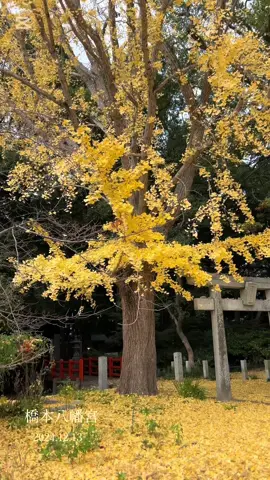 散りゆく葉 切なさ……儚さ……美しさ……🍂 #落葉 #自然  #Japan #CapCut 