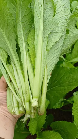 cải bẹ xanh(cải cay)