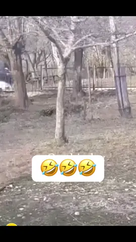 #🤣🤣🤣 #ფორიუმეთქიიიიიიიიიიიი💖 #foryoupage 