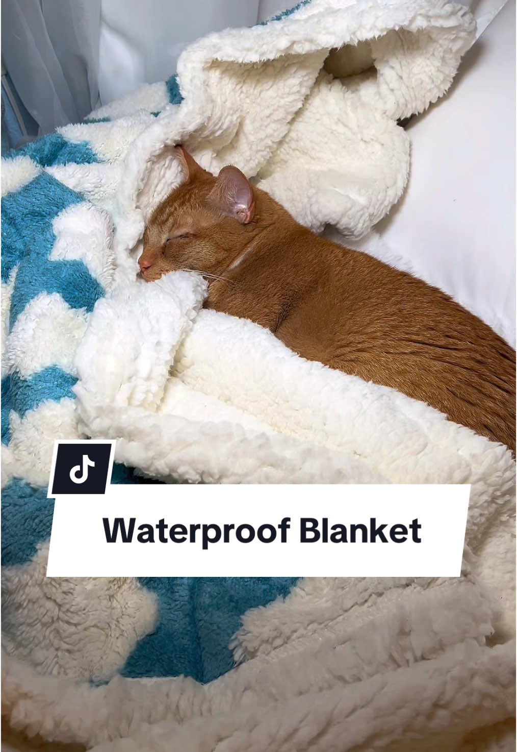 She loves her new sherpa blanket! It keeps her warm in the winter! ❄️ Thank you @Lesure Pet #Lesure #Lesurepet #Lesuredogblanket #Lesurewaterproofblanket #dogsoftiktok #catsoftiktok #tiktokshopblackfriday #tiktokshopcybermonday #tiktokshopholidaydeals #BFCM #BlackFriday2024 #blackfriday #christmas #christamasday #christmastree #christmasgift #bestpetfinds 