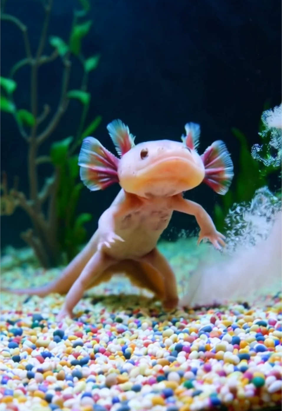 Axolotl Takes a Stroll: The Underwater Wobble You Can’t Miss. #AxolotlAdventures #WeirdCreatures #BizarreBeings #FYp 