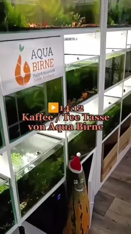 Von wegen kalter Kaffee! So schmeckt jedes Heißgetränk gleich viel besser - in der nicen Kaffeetasse / Teetasse von Aqua Birne.  ☕🤠👍  --- Das freut die Bewohner in meiner Aquarium Zuchtanlage: Zwerggarnelen / Garnelen, Wasserschnecken / Aquariumschnecken, Krebse, Krabben, Wasserpflanzen, Moose.. 🦐🌿 Aqua Birne Shop: Aqua - Birne . de 🐌🦞 Folge mir gerne für mehr! Aquaristische Grüße Daniel Birnbaum, die Aqua Birne 🍐 . . . #Aquarium #garnelen #garnelenaquarium #garnelenbecken #nanocube #nanoaquarium #neocaridina #caridina #wasserschnecken #fische #garnelenzucht #zwerggarnelen #aquaristik 