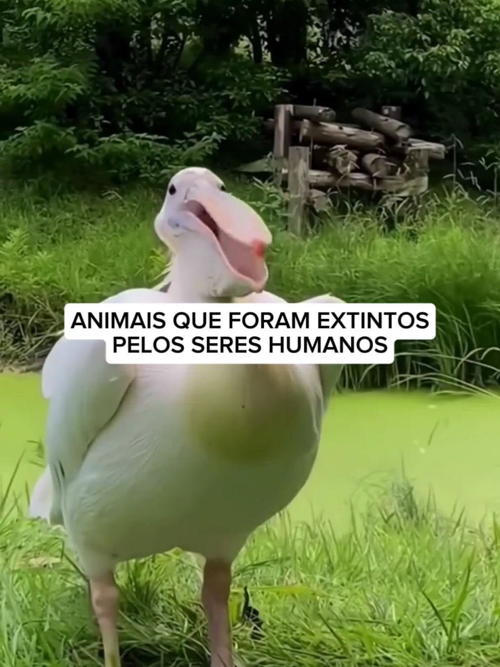 Você já conhecia esses animais? 🥲 #curiosidades #biologia #vocesabia #extincaodeanimais #aprendanotiktok #fatoscuriosos #curiosidade #animaisextintos 