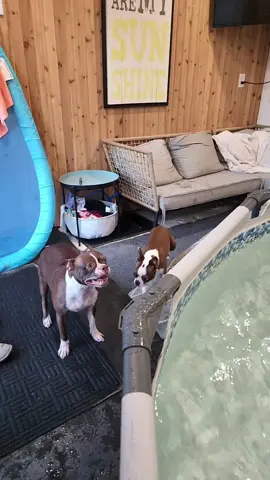 Jumping for joy that Dad will be back soon. Getting so many messages as ro where we are! We are here, tiktok doesn't show our videos anymore, haven't for months now. You will have to find us through our profile.❤️#wearehere #dogsthatswim #happydog 