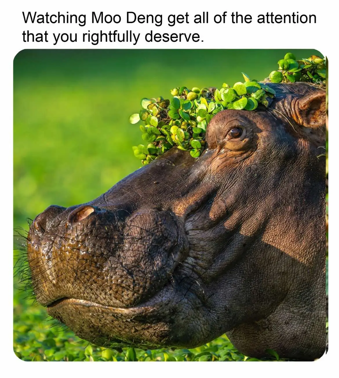 The Nikon Comedy Wildlife Awards 2024 announced its winners, and we decided to meme some of our favorites. Enjoy! 🐧 🐿️ 🦅 🐒 🦛 #photo #photopgraphy #animalphotography #funny #wildlife #rufus (@comedywildlifephoto)