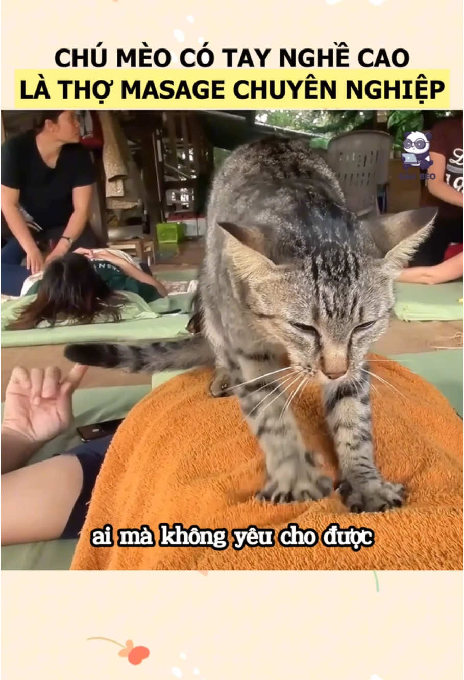 Chú mèo là nhân viên massage chuyên nghiệp #xuhuong #xuhuongtiktok #dongvat #thucung #dongvathoangda #thucungdethuong #mèo #mèocon 