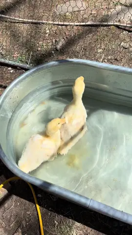 my something more 🙏🏼❤️ #chickens #homestead #homelife 