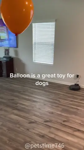Dog playing with balloons#funny #dog 