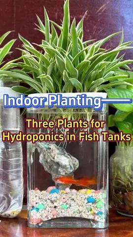 #indoorgarden #hydroponics #spiderplant #pennywort #pothos #gardening #houseplants #planting #indoorplants #gardenproject #gardening 