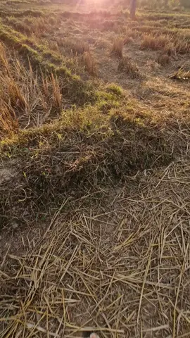 ส่วน 6 ฮักบ่คืน🥹💔 #วิวบ้านนอก🍃 #พระอาทิตย์ #ทุ่งนา #ท้องฟ้า #บรรยากาศบ้านนอก🌾 #ชมทุ่ง🌞 