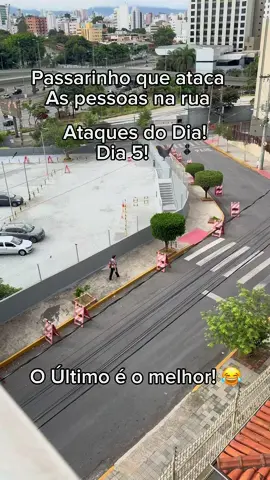 passarinho atacando as pessoas na rua #passaros #funny #passarinho #humor #jefersonlemes1 