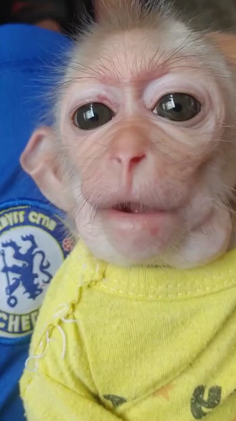 #cutebabymonkeys8986 #monkeys #pets #monkey #monkeybabycute 