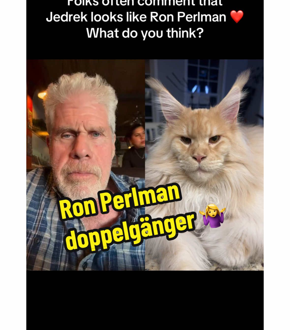 #duet with @Ron Perlman So many of you have commented that Jedrek looks like Ron Perlman. I do not see it but I am interested to see what you all think 😻 Ron if you see this I love your movies mate ❤️ #mainecoonkitten #orangecat #cutecat #ronperlman #doppelganger #engagement #teamwork 