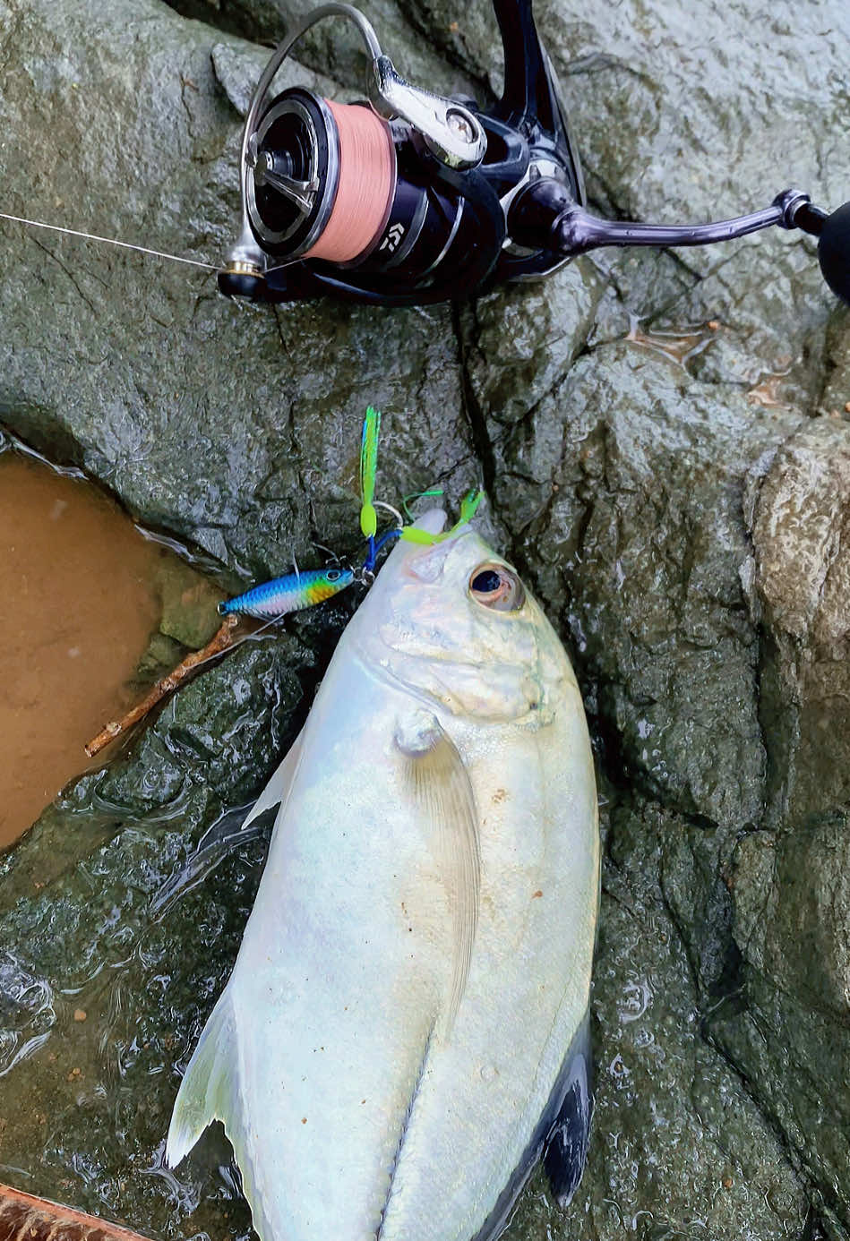 Musim udan iwake mangannn  Tak kei inpo ndang budal  mannn😙😙 #mancing #casting #pantaikuyon #fyppppppppppppppppppppppp #lewatberanda 