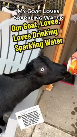 Replying to @Our Little Ass Farm Our Goat, Lovee, Loves Drinking Sparkling Water…The others haven’t quite figured it out 😂 #kidsonkerth #fyp #goats #funnypets #cutepets #petlovers #PetsOfTikTok #sparklingwater #nigeriandwarfgoats #goatsoftiktok #creatorsearchinsights goats funny videos, goats of TikTok, goats making noise, baby goat videos, goats getting scared, animals funny videos in TikTok, small pets, happy goat