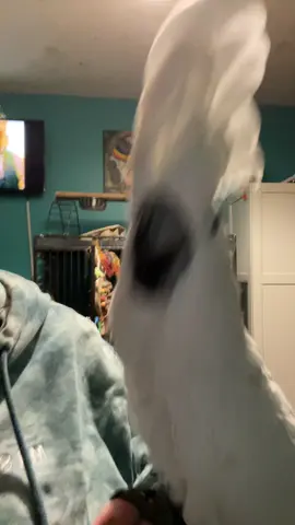 Forever toddler#birdsoftiktok #cumulusthecockatoo #sing #Love 