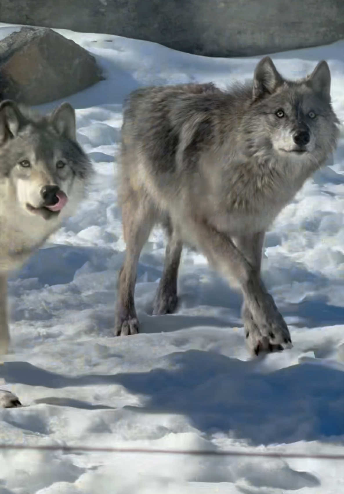 Im part of the #wolfpack 😅 #wildlife #wolf 