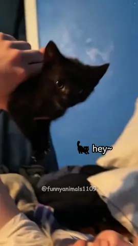 Talking cat🐈🐈🐈 #cat #cats #cutecat #catlover #catsoftiktok #fypage #fypツ #funny #funnyvideos #funnycat #foryoupage #foryou #funnyanimals #kittycat 